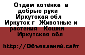 Отдам котёнка..в добрые руки! - Иркутская обл., Иркутск г. Животные и растения » Кошки   . Иркутская обл.